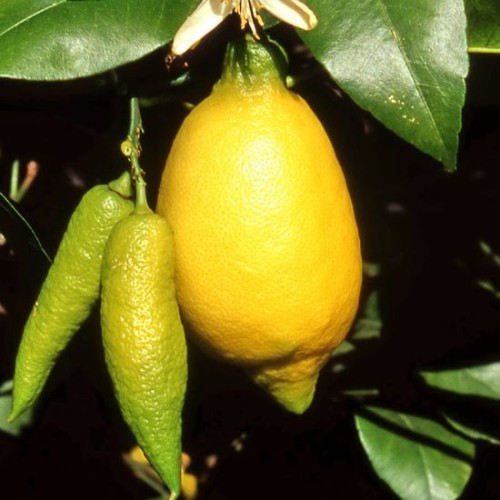 9ag06-limone-lunario_1